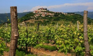 Vineyards-In-Istria